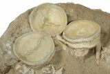 Fossil Shark Vertebrae & Teeth Plate - Morocco #78728-6